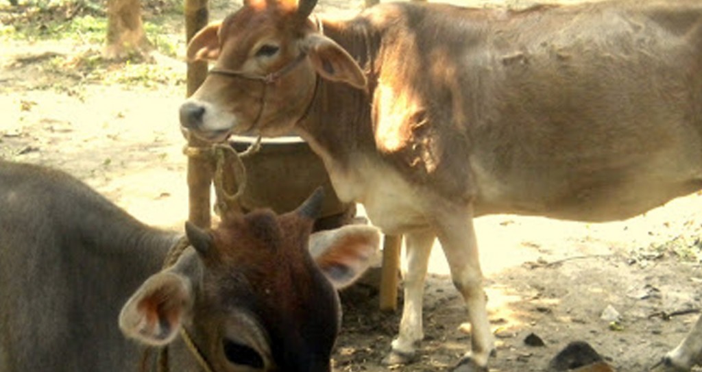 (Sri Godrumadvipa) As Chegada de Markandeya Rishi em Godrumadvipa