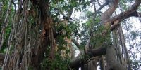 (Sri Rudradvipa) As Glórias de Sri Rudradvipa